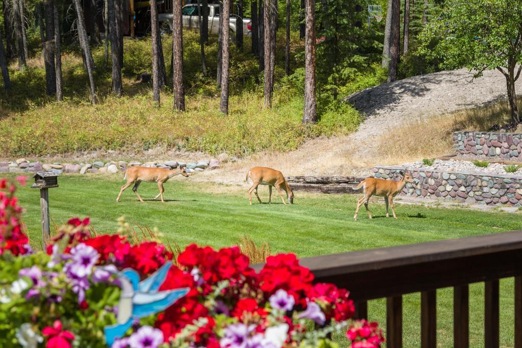 Meadow Lake View Bed And Breakfast Columbia Falls Exterior photo